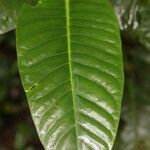 Piper augustum Leaf