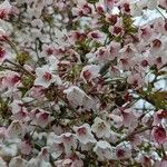 Prunus incisa Flor