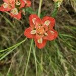 Castilleja indivisa Flower