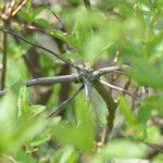 Rhododendron periclymenoides Rinde