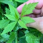 Geum laciniatum Feuille