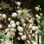 Eugenia bullata Fruit