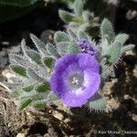 Phacelia cephalotes Λουλούδι