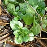 Veronica beccabunga Leaf