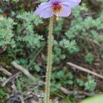 Meconopsis simplicifolia Агульны выгляд