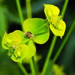 Euphorbia esula Flower