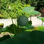 Nelumbo nucifera Fruct