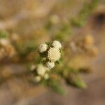 Baccharis boliviensis Агульны выгляд