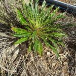 Ptilostemon casabonae Leaf