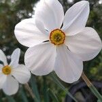 Narcissus poeticus Fula
