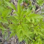 Bidens frondosa Folha