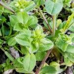 Cerastium glomeratum Folha