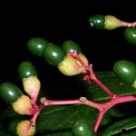 Cinnamomum chavarrianum Fruto