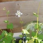 Fagopyrum tataricum ফুল