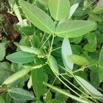 Clitoria falcata Fruit