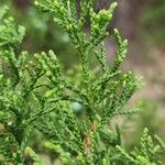 Juniperus ashei Blatt