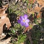 Crocus imperati Blad