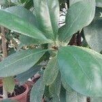Ficus cyathistipula Leaf
