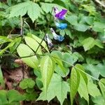 Lathyrus vernus Blomma