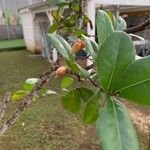 Ochna serrulata Leaf