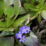 Myosotis sicula Flor