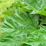 Rheum palmatum برگ