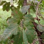 Combretum collinum Leaf