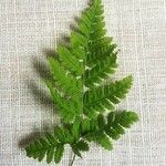 Dryopteris carthusiana برگ