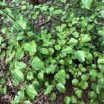 Viburnum ellipticum Leaf