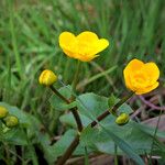 Caltha palustris Flower