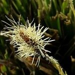 Carex caryophyllea പുഷ്പം