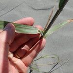 Phragmites karka Feuille