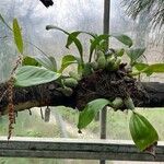 Coelogyne imbricata 整株植物