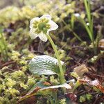 Moneses uniflora برگ