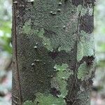 Lacmellea aculeata Lubje