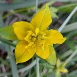 Euphorbia verrucosa Flower