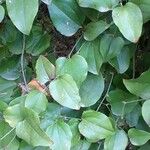 Smilax rotundifolia Leaf