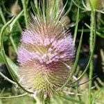 Dipsacus fullonum Květ