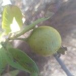 Psidium guajava Fruit