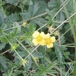 Potentilla erecta Flower