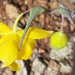 Calochortus amabilis Blüte
