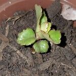 Kalanchoe longiflora Blad