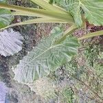 Alocasia macrorrhizosFoglia