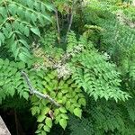 Aralia spinosa പുഷ്പം