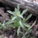 Filago californica Hábito
