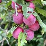 Prunus cerasiferaFruit