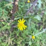 Senecio madagascariensis Flower