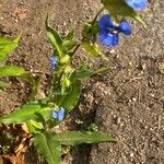 Commelina tuberosa অভ্যাস