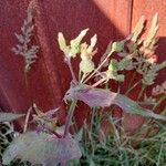 Sonchus oleraceusFlower