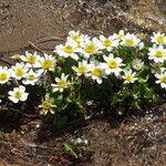 Caltha leptosepala Habitat